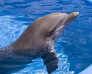 O Que os Golfinhos Comem (9)