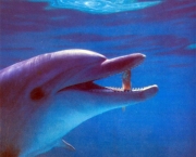 O Que os Golfinhos Comem (13)