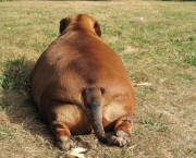 O Problema Da Obesidade Animal - 5