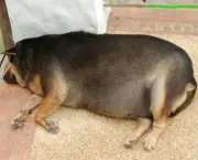 obesidade-canina-5
