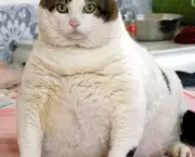Obesidade Em Caes e Gatos (8)