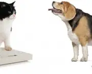 Obesidade Em Caes e Gatos (14)