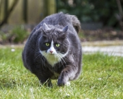 Obesidade Em Caes e Gatos (15)