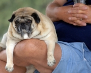 obesidade-em-pets (2)