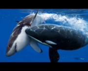 Orca (3)