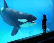 Orca (4)