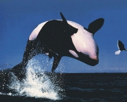 Orca (8)