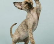 Os Gatos Devon Rex (6)