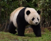 Panda Gigante (1)