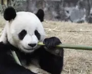Panda Gigante (2)