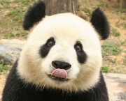 Panda Gigante (4)
