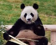 Panda Gigante (5)