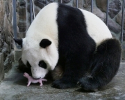 Panda Gigante (6)