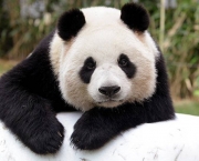 Panda Gigante (11)