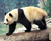 Panda Gigante (7)