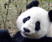 Panda Gigante (9)