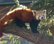 Panda Vermelho (1)