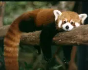 Panda Vermelho (1)