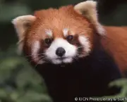 Panda Vermelho (2)