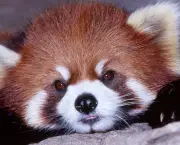 Panda Vermelho (5)