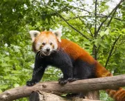 Panda Vermelho (7)