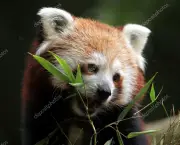 Panda Vermelho (9)