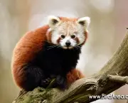 Panda Vermelho (11)