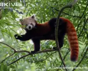 ARKive image GES111667 - Red panda