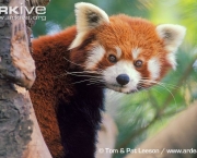 ARKive image GES111664 - Red panda