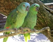 800px-Amazon_parrots_x2_Bird_Land_Leicestershire-4