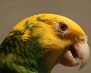 Papagaio (1)