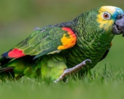 Papagaio (3)