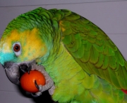 Papagaio (5)