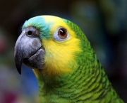 Papagaio (8)