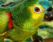 Papagaio (15)