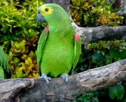 Papagaio (17)
