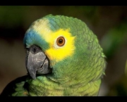 Papagaio (18)