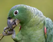 papagaio-moleiro