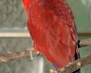 Papagaio Ecletus (4)
