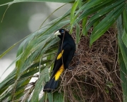 Pássaro Pega Bananeira (1)