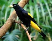 Pássaro Pega Bananeira (2)