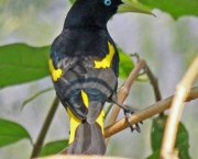 Pássaro Pega Bananeira (3)