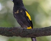 Pássaro Pega Bananeira (4)