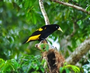 Pássaro Pega Bananeira (5)