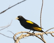 Pássaro Pega Bananeira (6)