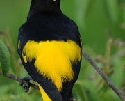 Pássaro Pega Bananeira (7)