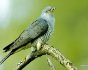 Pássaro-xaréu-Cuco (1)