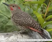 Pássaro-xaréu-Cuco (2)