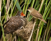 Pássaro-xaréu-Cuco (3)