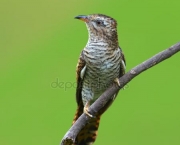 Pássaro-xaréu-Cuco (4)